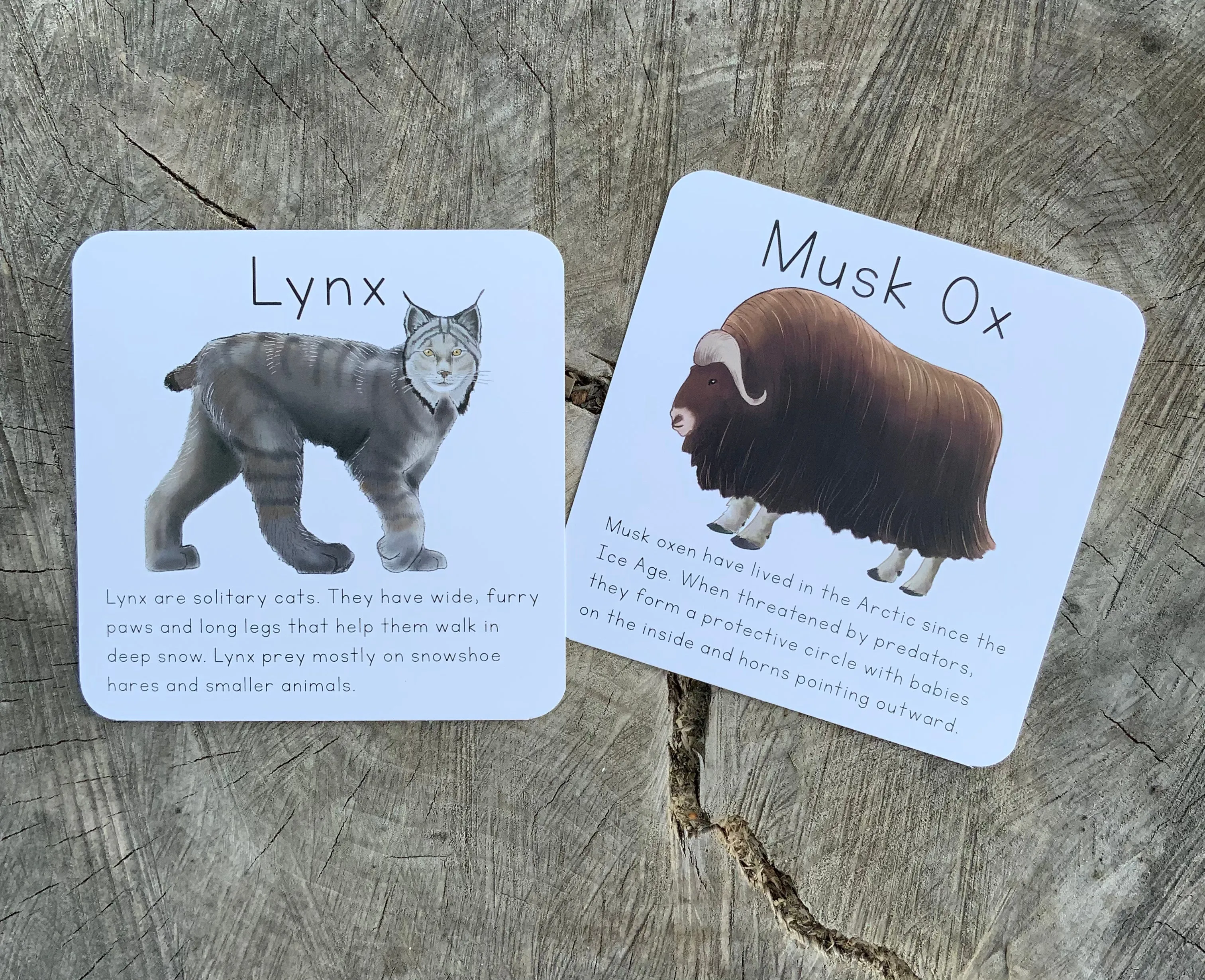 Alaska Animal Learning Cards