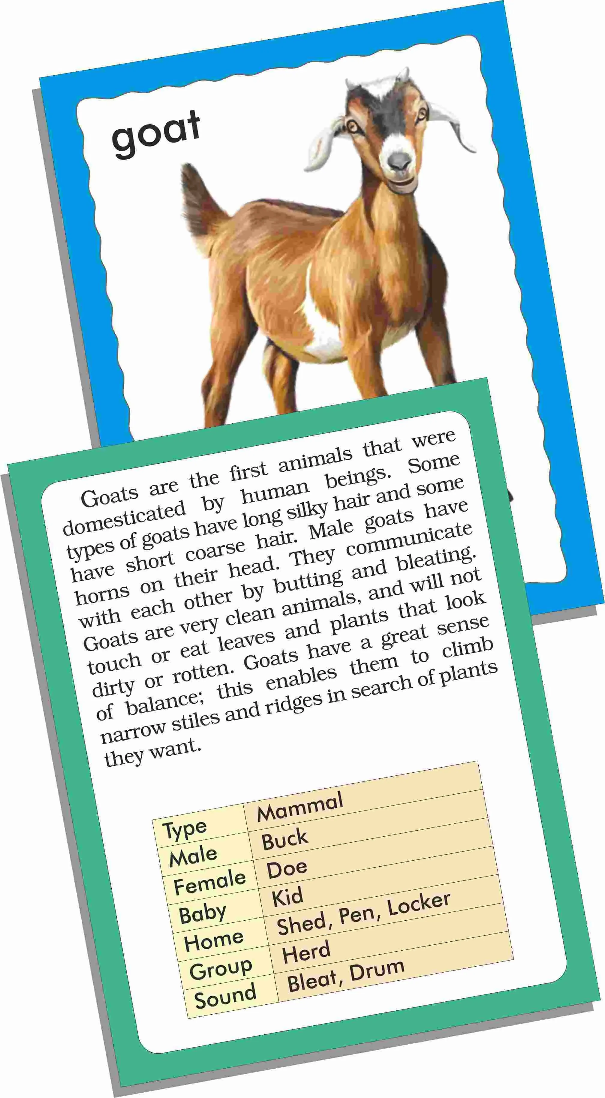 Discover Animals-FLASH CARDS
