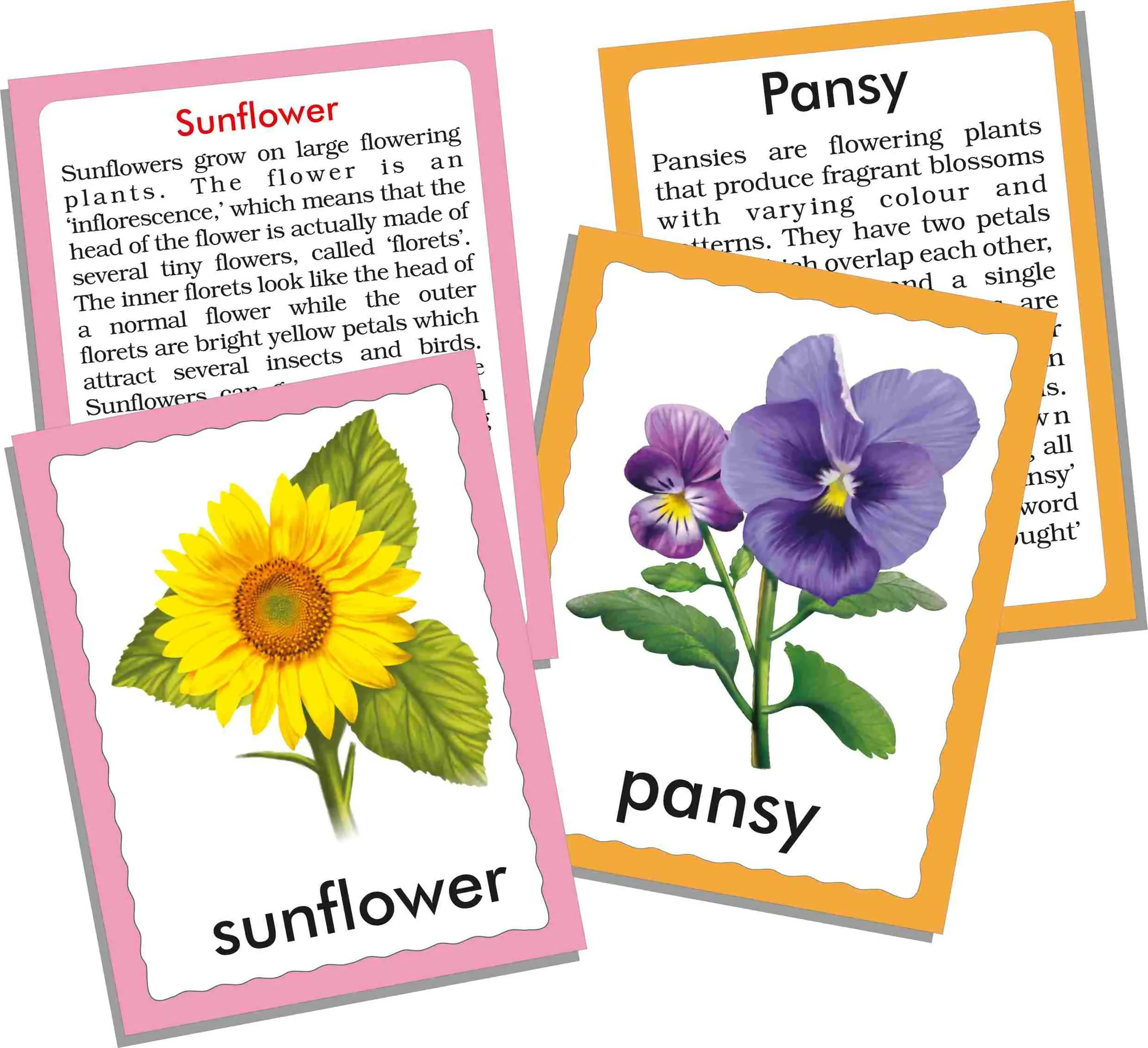 Discover Birds - FLASH CARDS