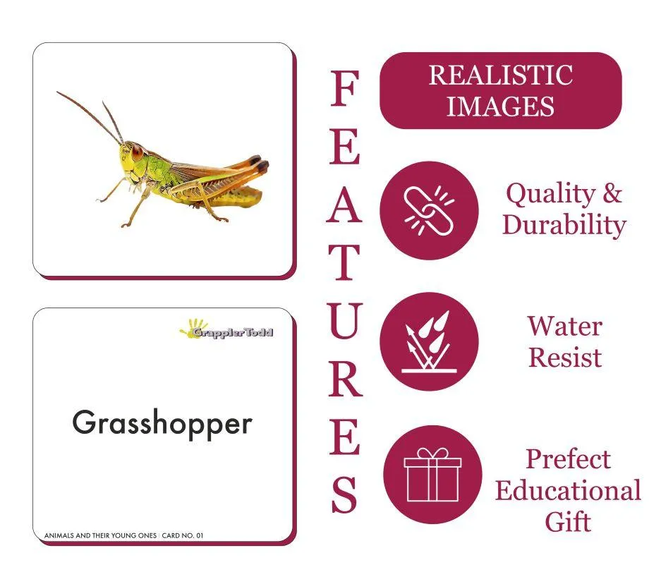 Insects Flash Cards