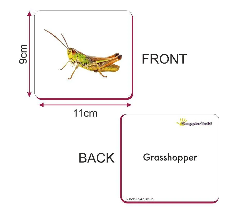 Insects Flash Cards