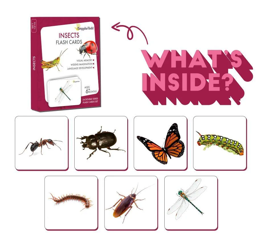 Insects Flash Cards